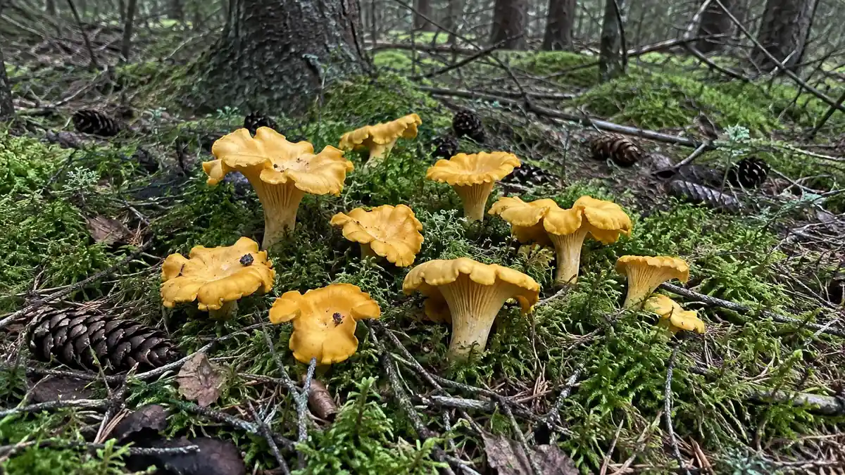 Лисички на мху в густом ельнике