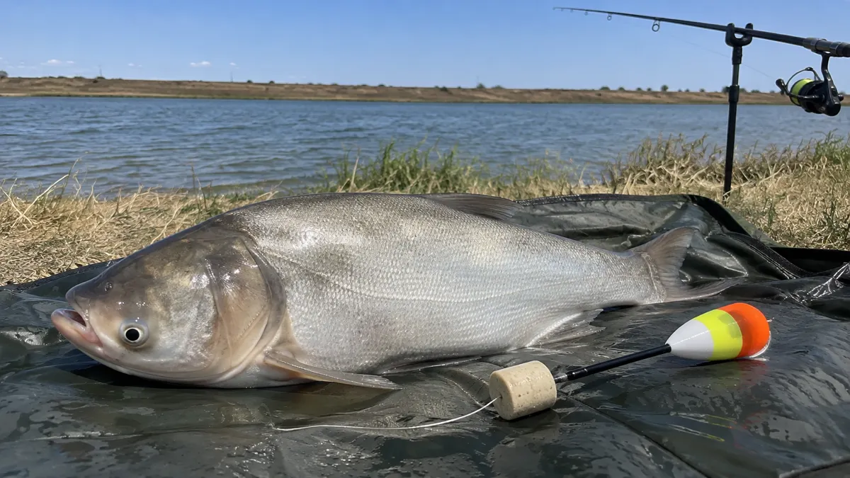Толстолобик на карповом мате у воды, рядом оснастка с брикетом технопланктона и крупным поплавком, жаркий летний день
