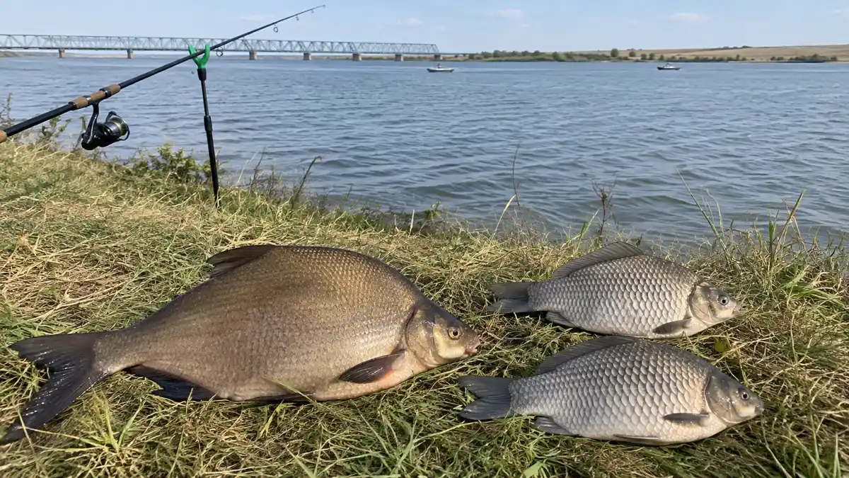 Лещ и два карася на траве у широкой воды Цимлянского водохранилища, фидер на стойке, вдали железнодорожный мост и моторные лодки